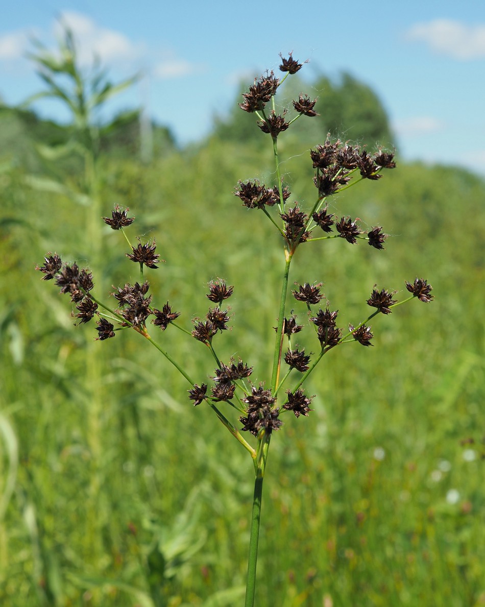 Изображение особи Juncus atratus.