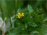 Geum urbanum