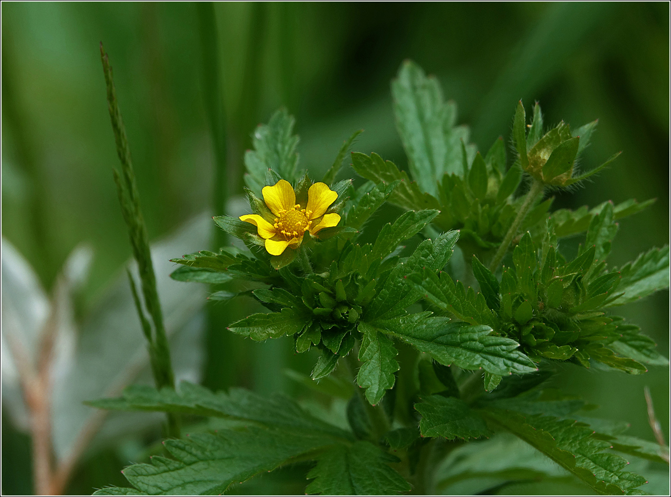 Изображение особи Geum urbanum.