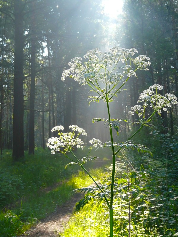 Изображение особи Anthriscus sylvestris.