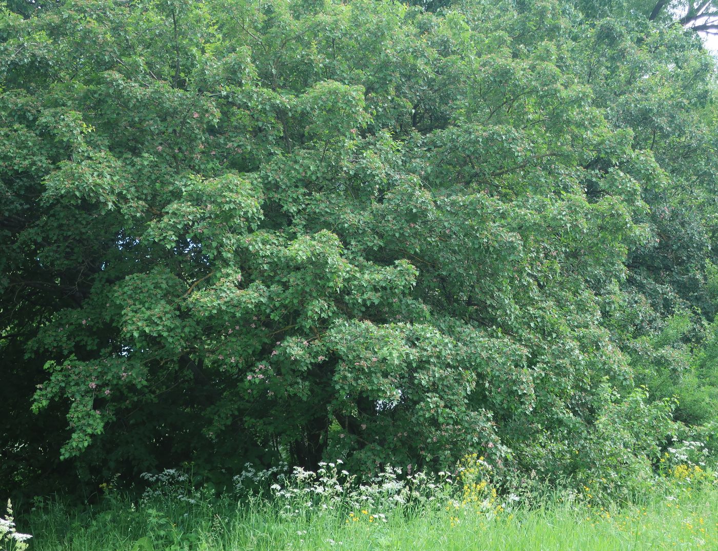 Изображение особи род Crataegus.