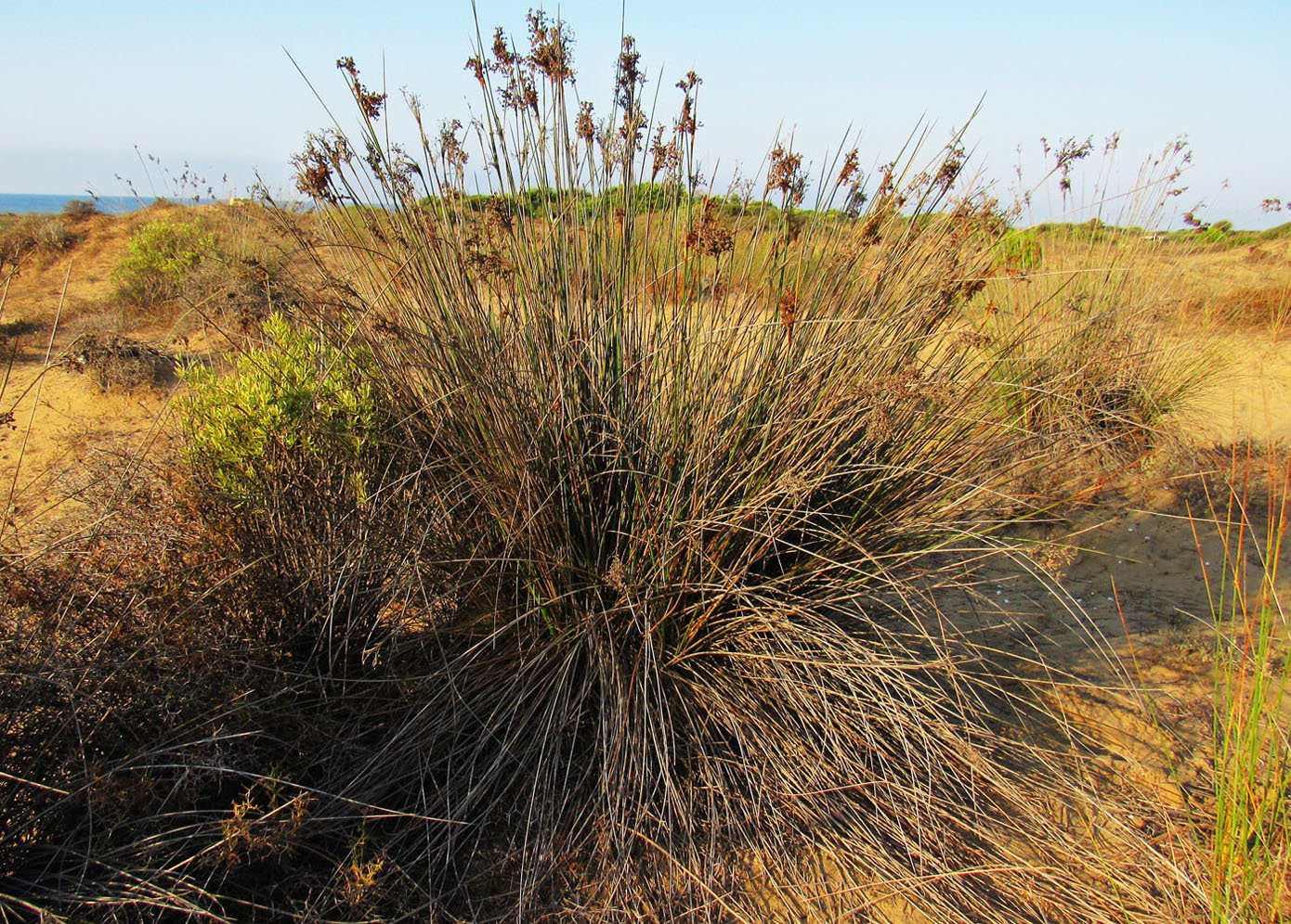 Image of Juncus acutus specimen.