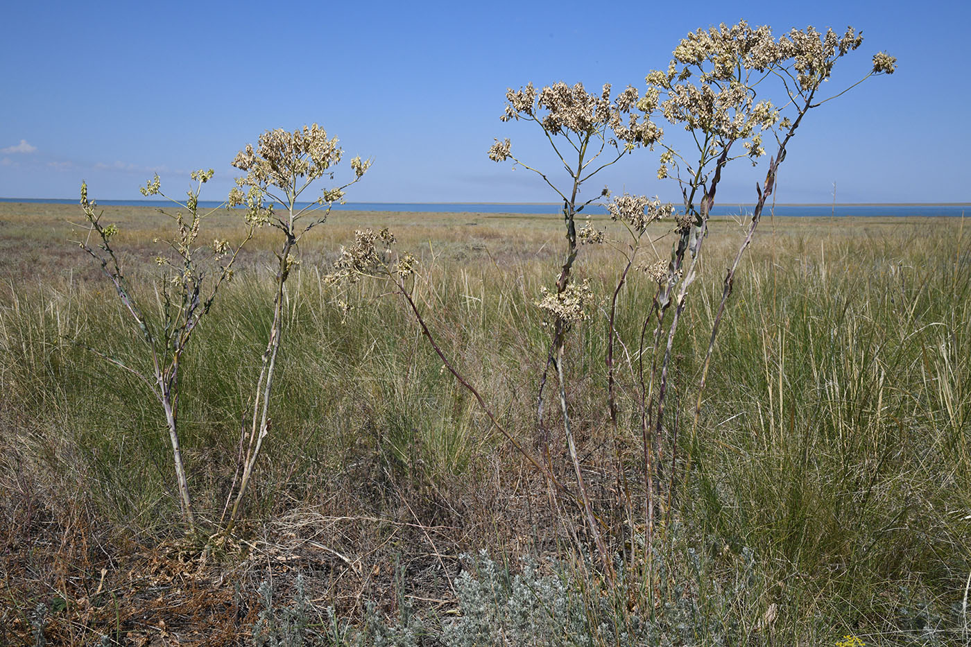 Image of Isatis costata specimen.