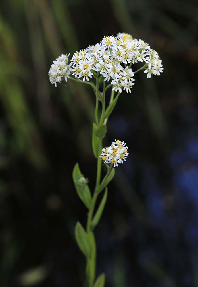 Image of Turczaninowia fastigiata specimen.
