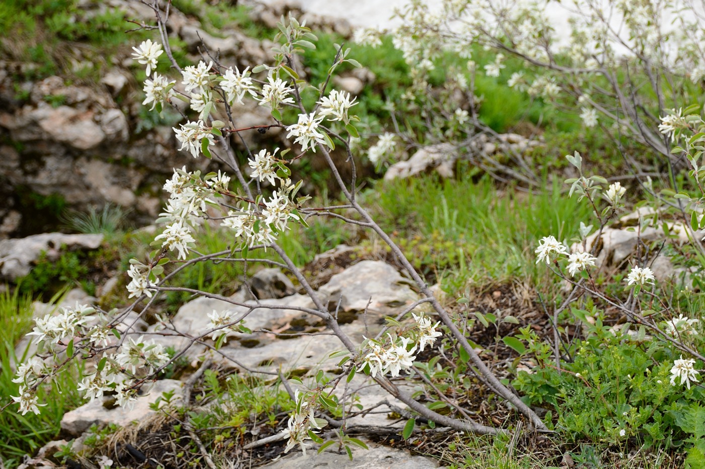 Изображение особи Amelanchier ovalis.