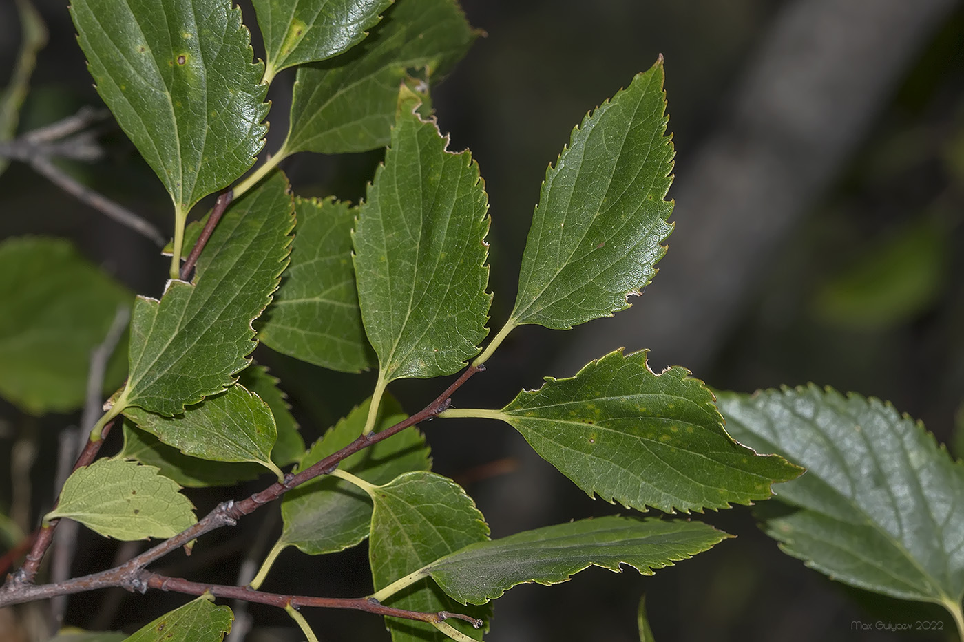 Изображение особи Celtis glabrata.