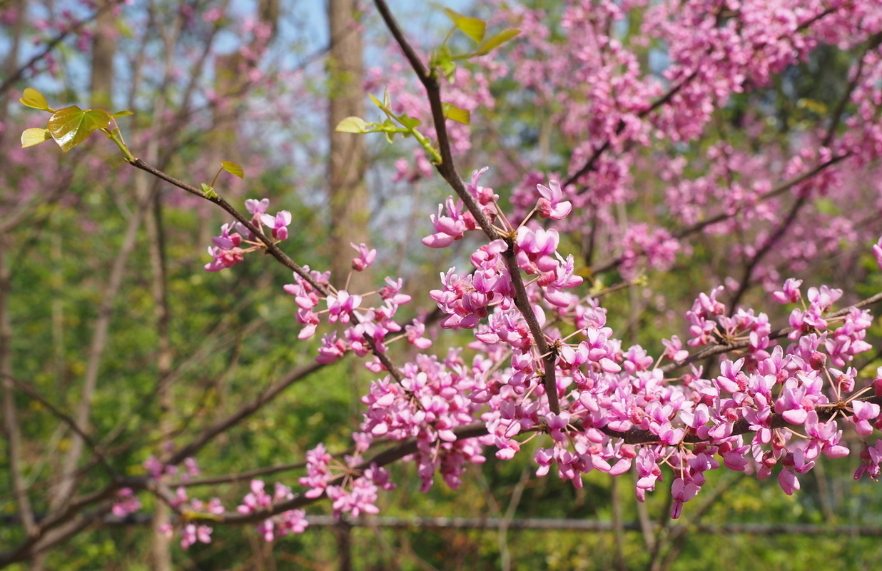 Image of Cercis canadensis specimen.