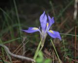 Iris unguicularis подвид carica. Цветок. Турция, национальный парк \"Олимпос-Бейдаглары\", мыс Гелидония, тропа в сосновом лесу. 05.01.2022.