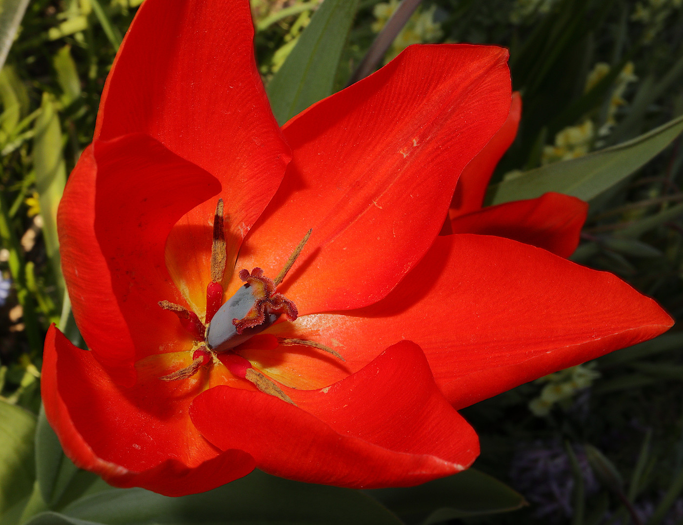 Image of Tulipa praestans specimen.