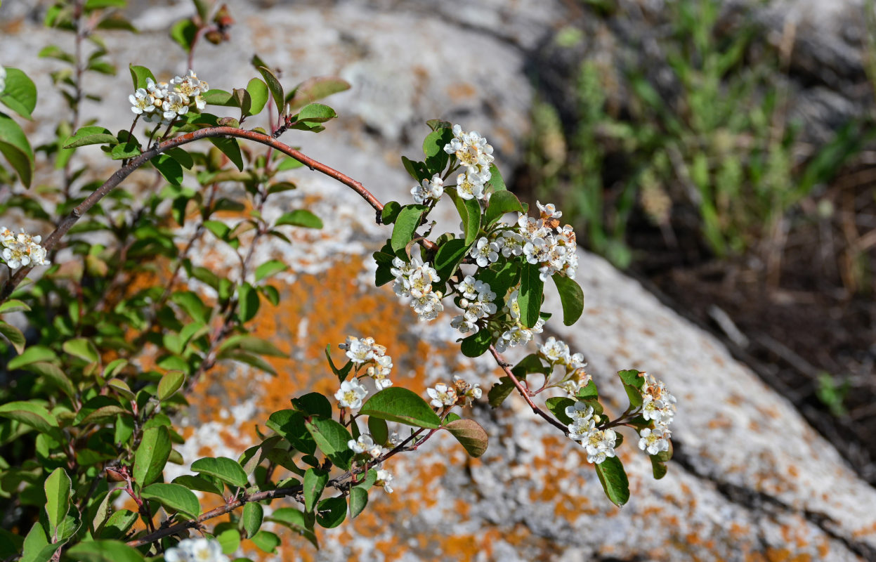 Image of Cotoneaster meyeri specimen.