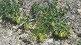 Zygophyllum potaninii