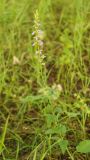 Campanula bononiensis