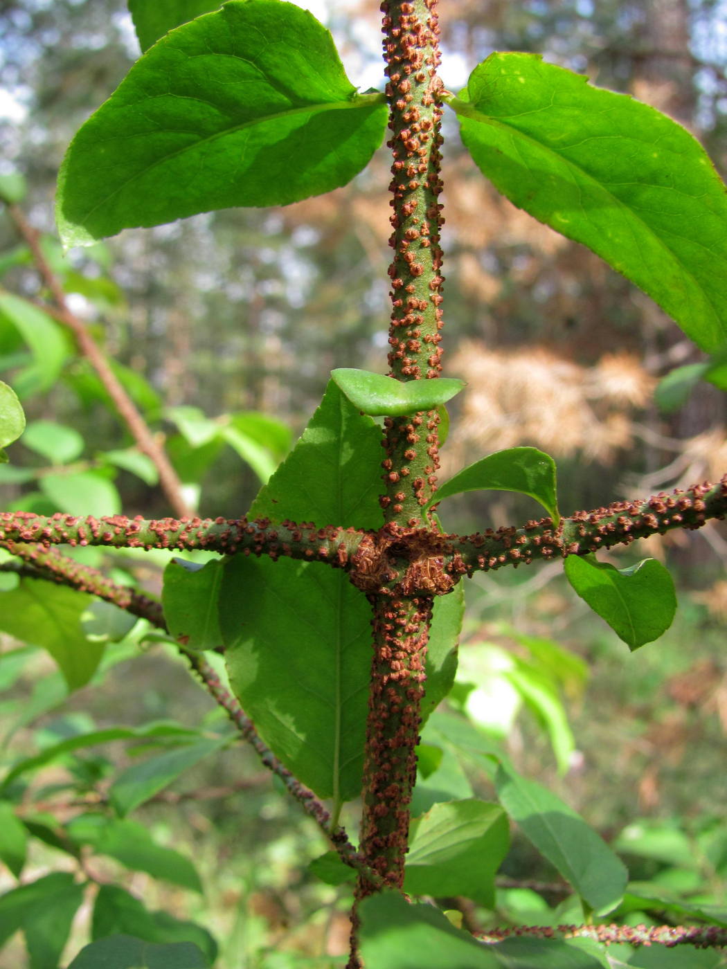 Image of Euonymus verrucosus specimen.