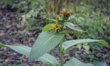 Inula helenium. Верхушка отцветающего растения. Москва, ГБС, экспозиция растений природной флоры России. 15.09.2022.