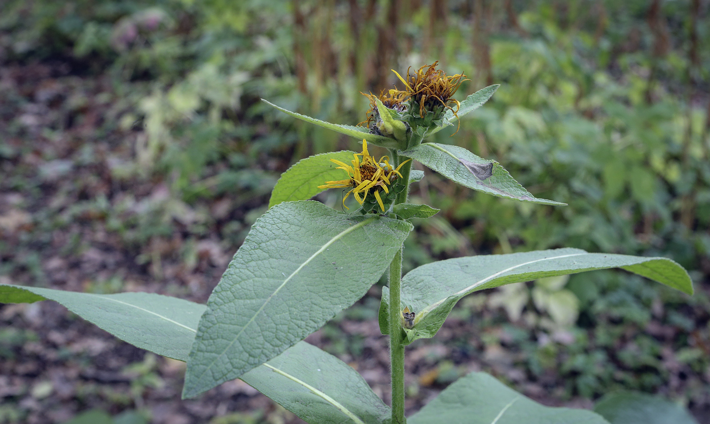 Изображение особи Inula helenium.