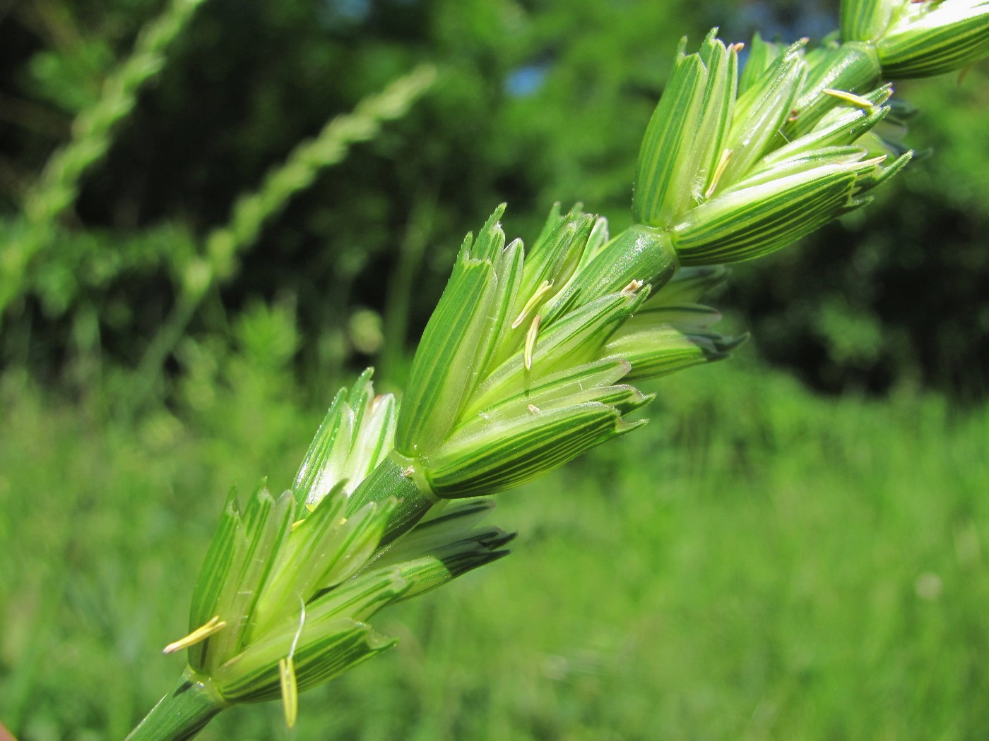 Изображение особи семейство Poaceae.