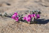 Oxytropis lanata