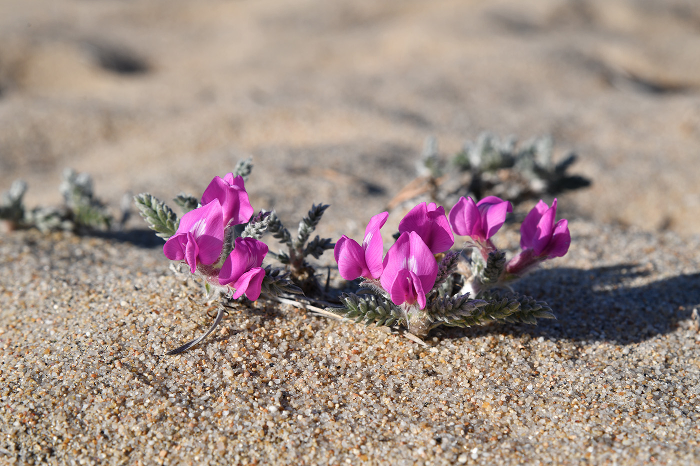 Image of Oxytropis lanata specimen.