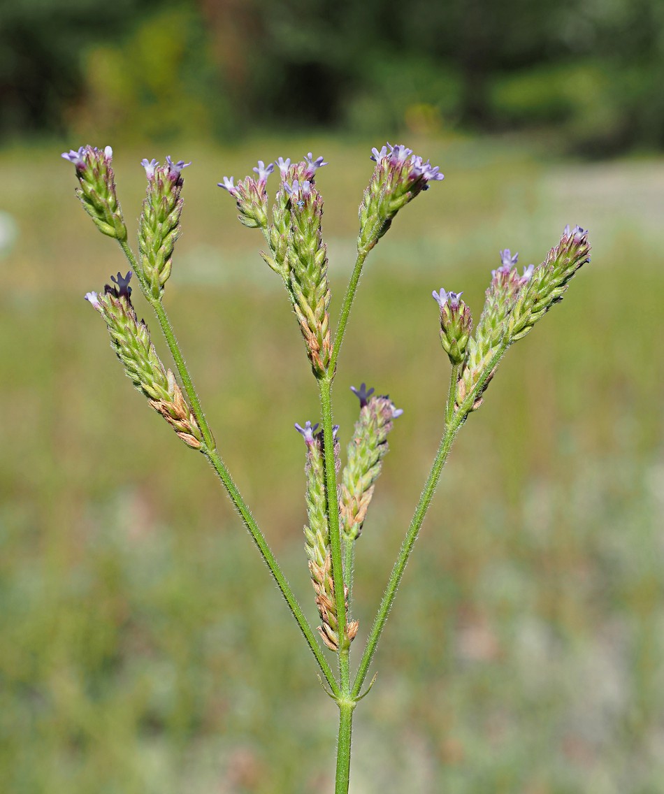 Image of Verbena brasiliensis specimen.