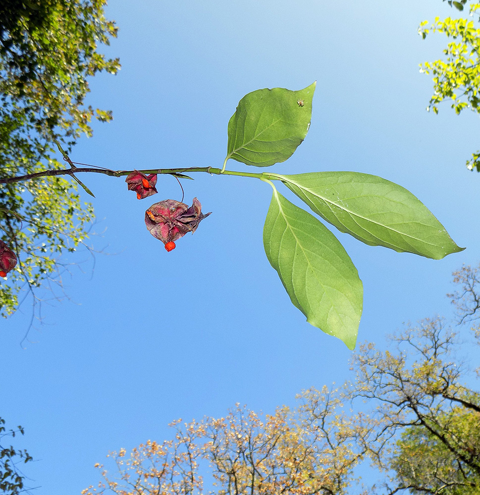 Изображение особи Euonymus latifolius.