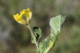 Medicago truncatula. Соцветие и фрагменты листьев. Испания, автономное сообщество Каталония, провинция Жирона, комарка Баш Эмпорда, муниципалитет Тороэлья-де-Монгри, юго-восточный сектор плато Монтанья Гран, разреженные заросли кустарников (гаррига), каменистый субстрат. 22.03.2023.