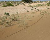 genus Phragmites