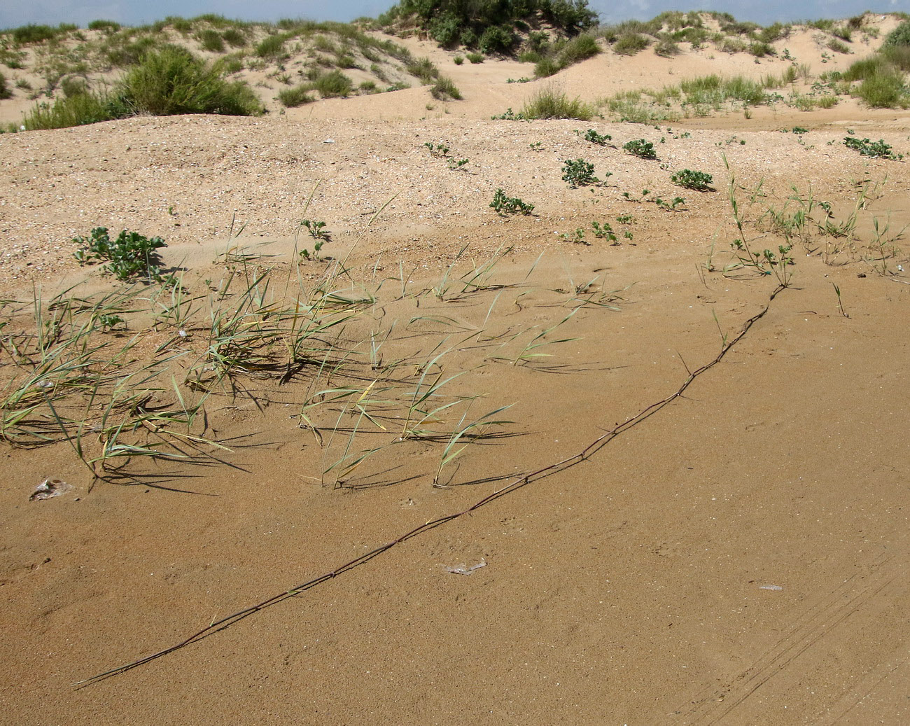 Image of genus Phragmites specimen.