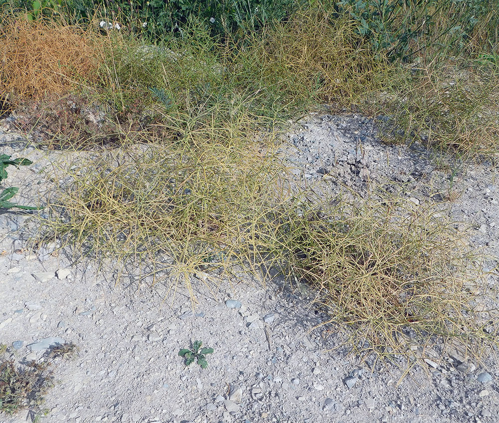 Image of Erysimum repandum specimen.