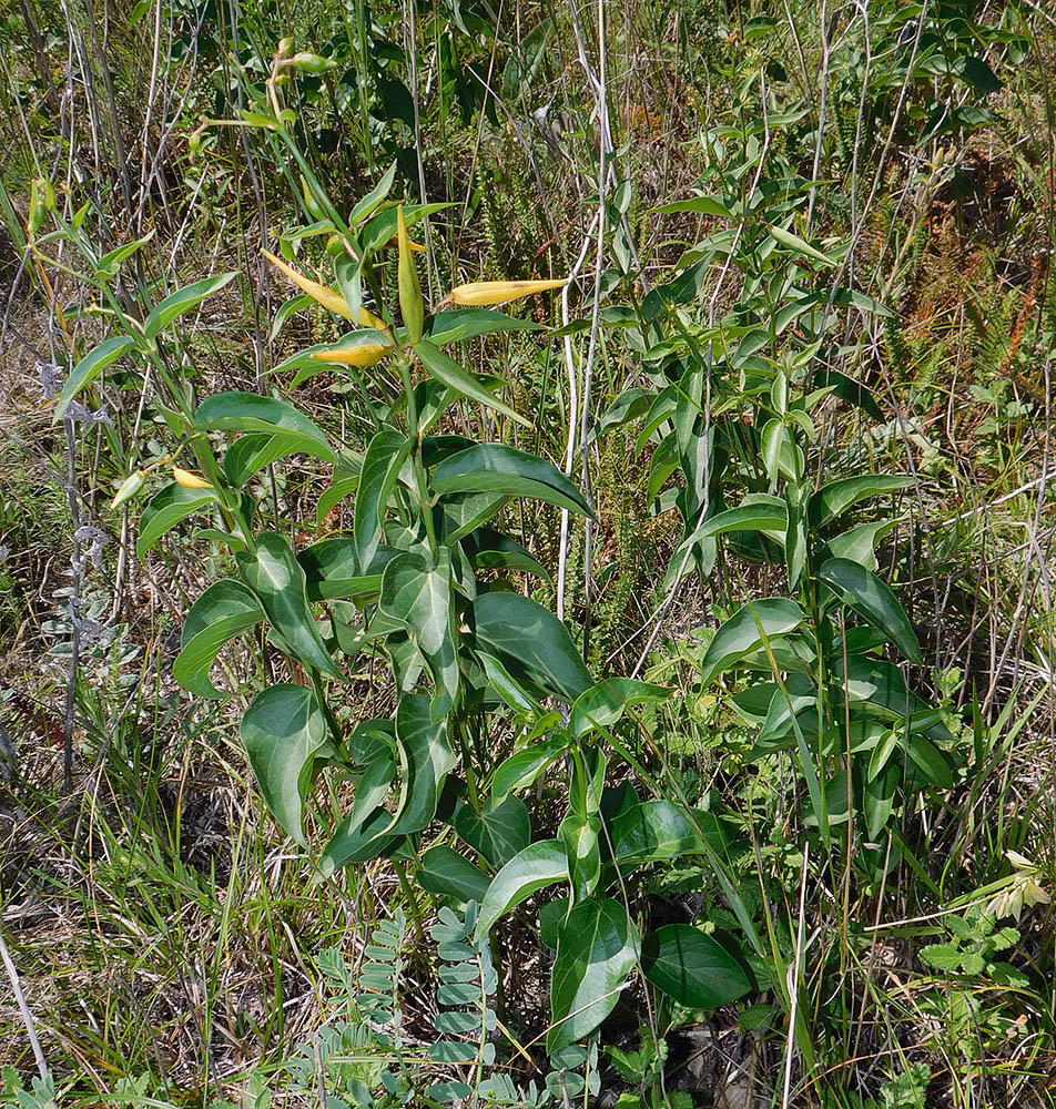 Image of Vincetoxicum hirundinaria specimen.