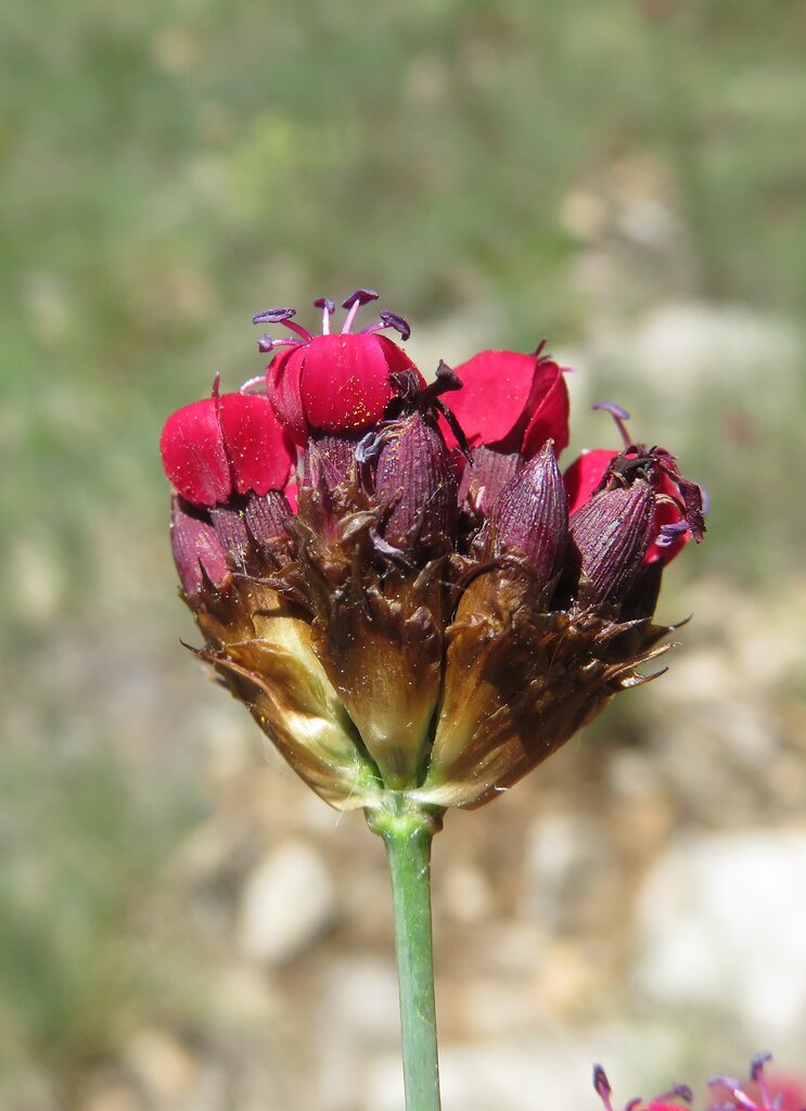 Image of Dianthus pelviformis specimen.