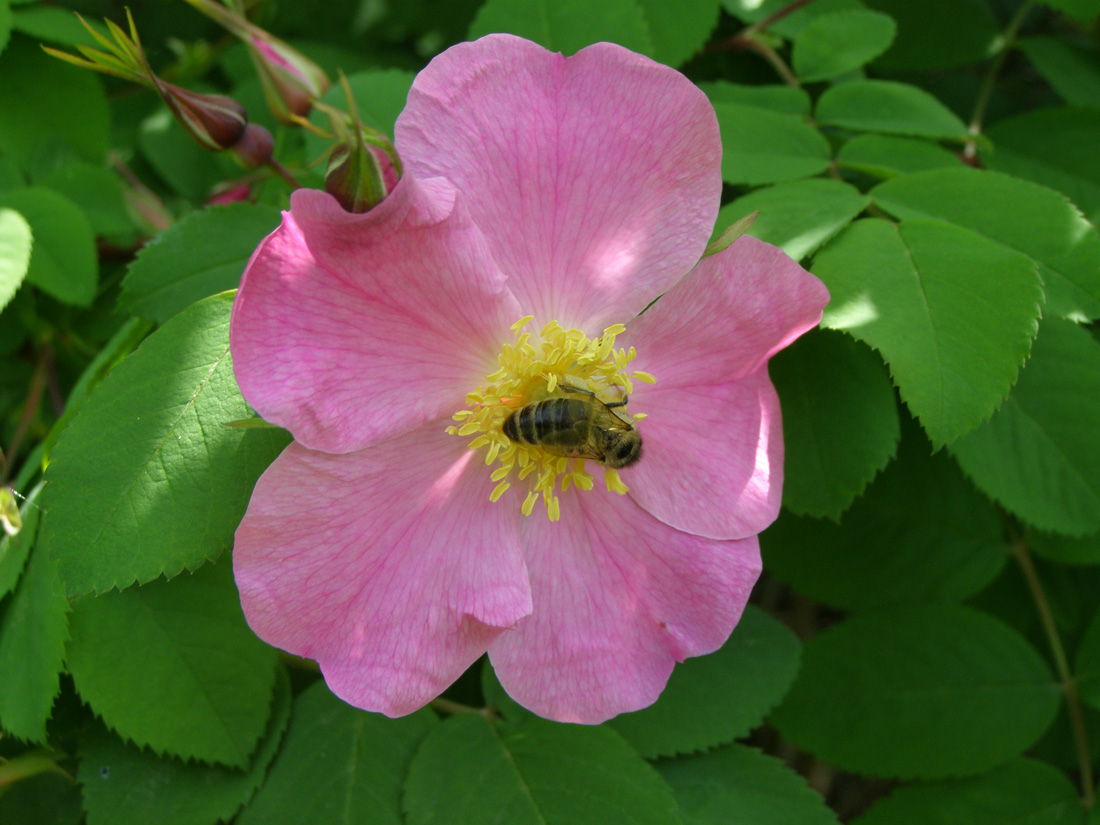 Изображение особи Rosa glabrifolia.