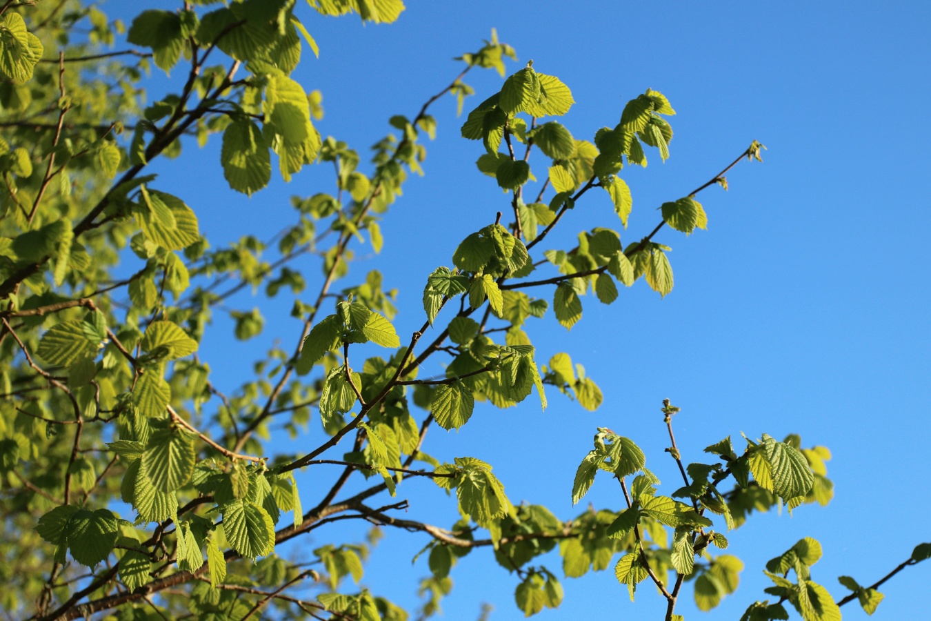 Image of Corylus avellana specimen.