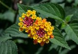 Lantana camara. Соцветия и верхушки листьев. Египет, мухафаза Александрия, г. Александрия, в культуре. 02.05.2023.