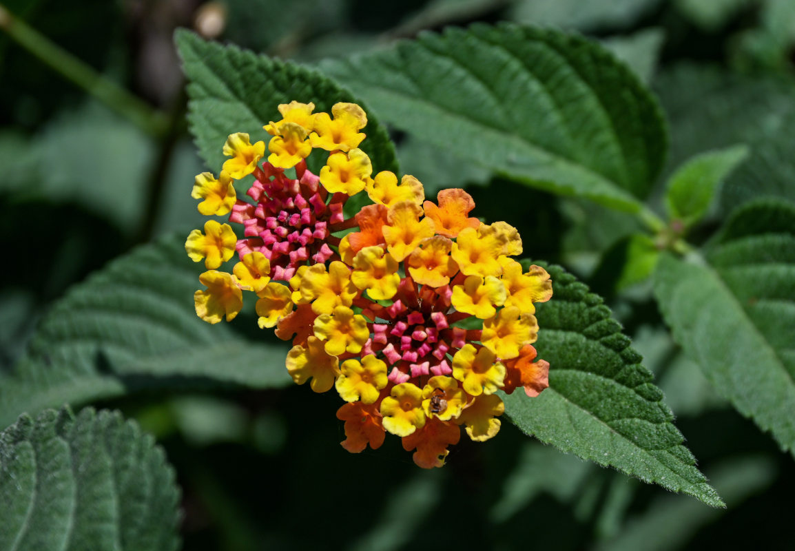 Изображение особи Lantana camara.