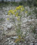 Image of taxon representative. Author is Игорь Павлов