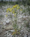 Bunias orientalis