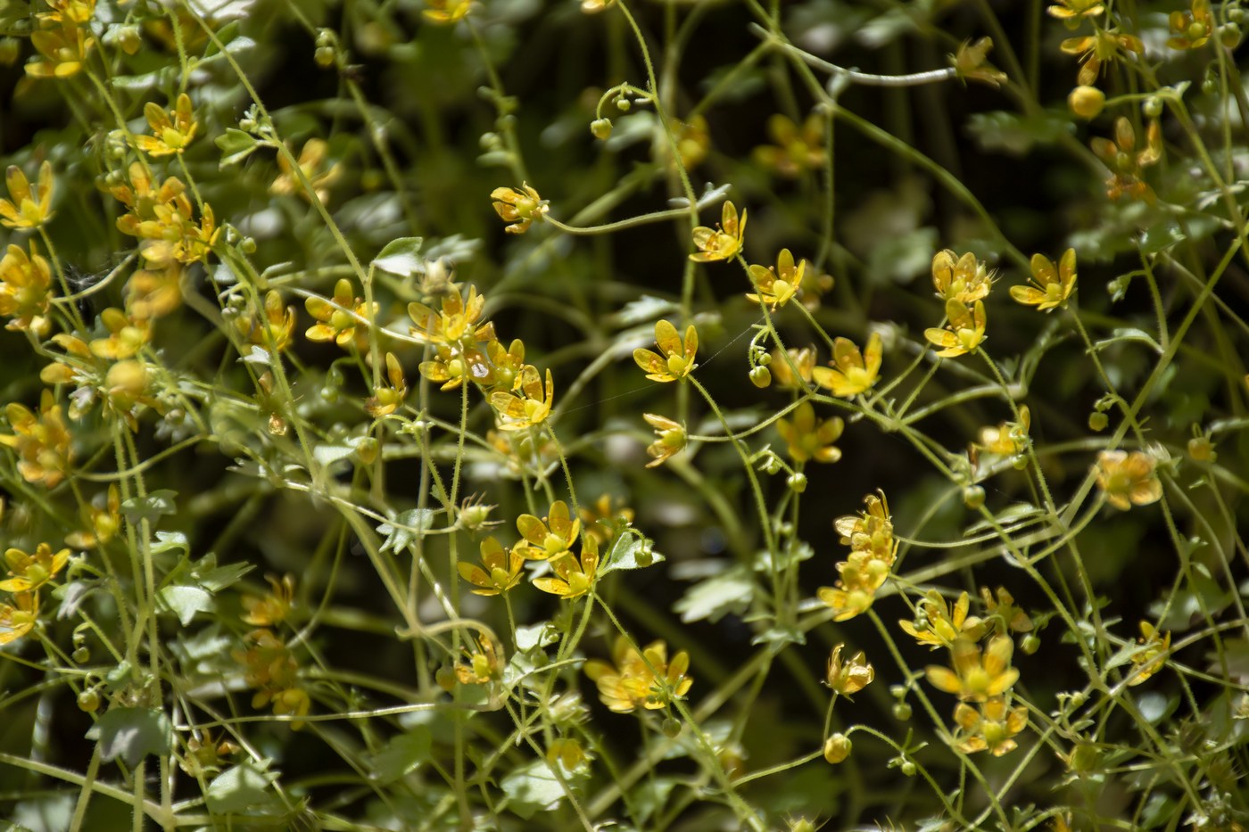 Image of Saxifraga cymbalaria specimen.
