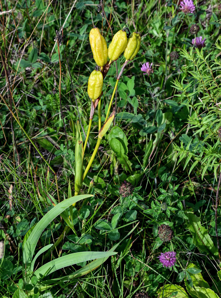 Image of Iris setosa specimen.