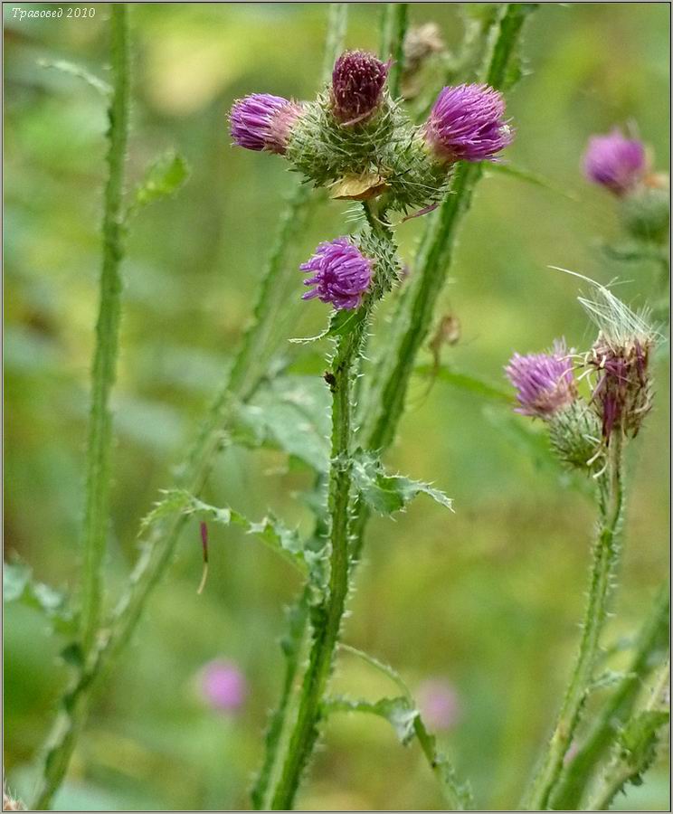 Image of Carduus crispus specimen.