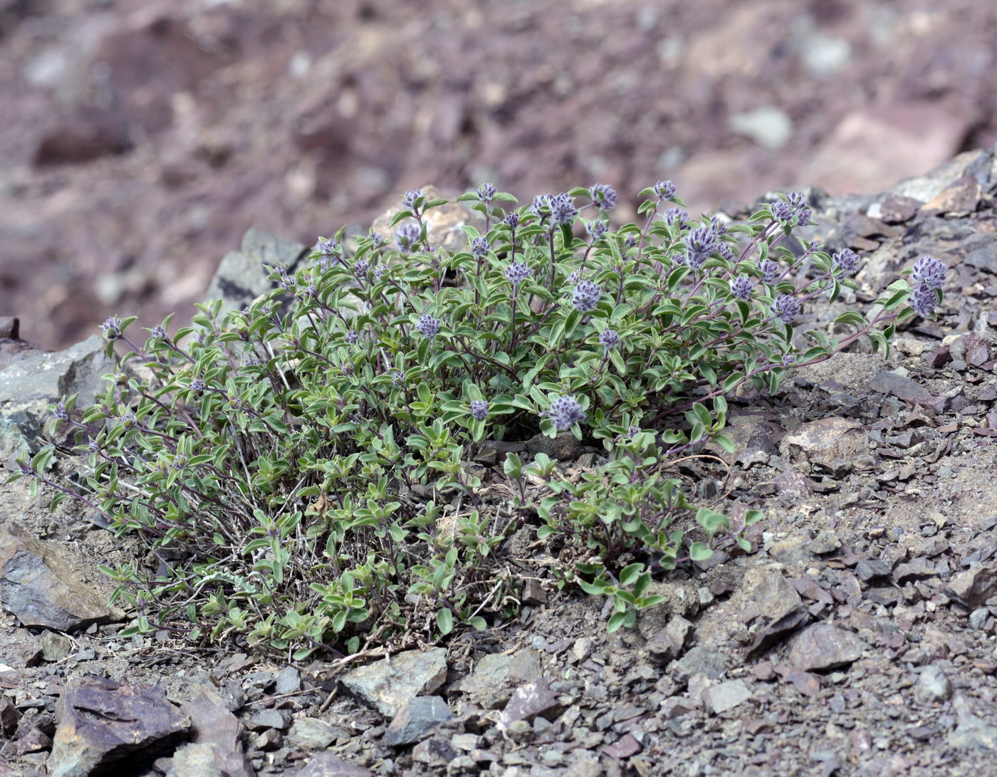 Image of Ziziphora pamiroalaica specimen.
