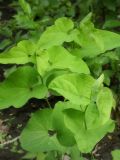 Aristolochia clematitis