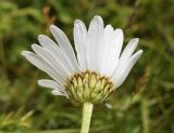 род Leucanthemum. Соцветие (вид со стороны обёртки). Испания, автономное сообщество Каталония, провинция Жирона, комарка Рипольес, муниципалитет Сеткасес, курорт \"Вальтер 2000\", ≈2200 м н.у.м., нижняя часть склона зап. экспозиции, каменистый луг. 30.07.2023.