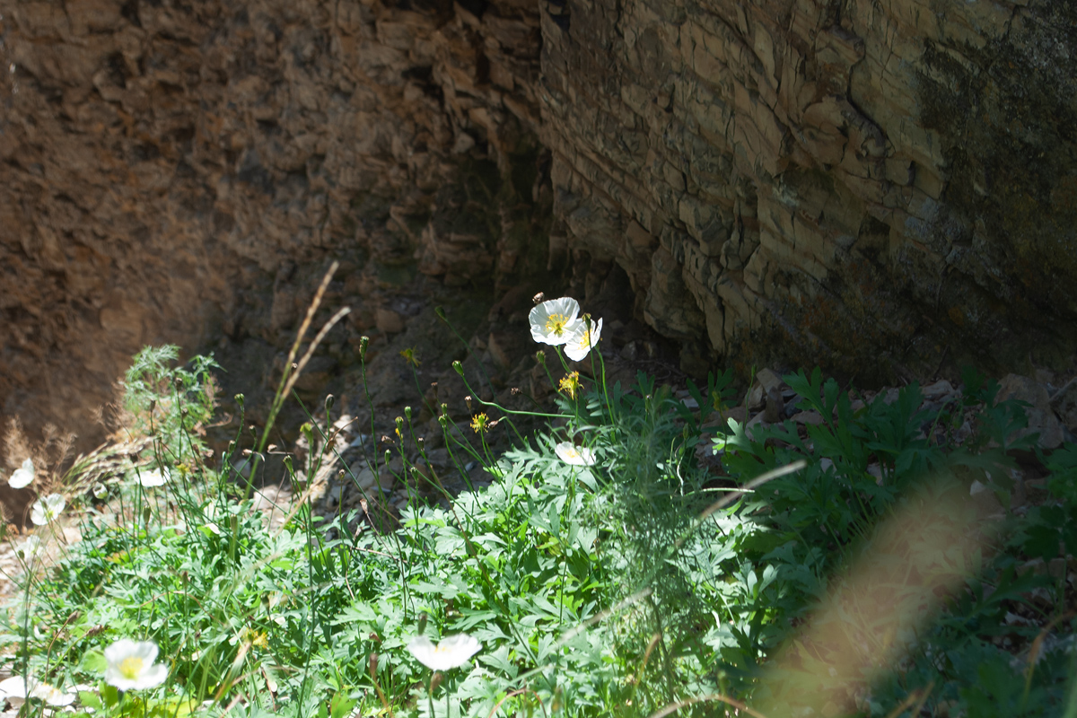 Image of Papaver nudicaule ssp. gracile specimen.