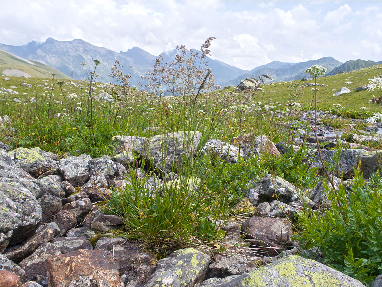 Изображение особи семейство Poaceae.