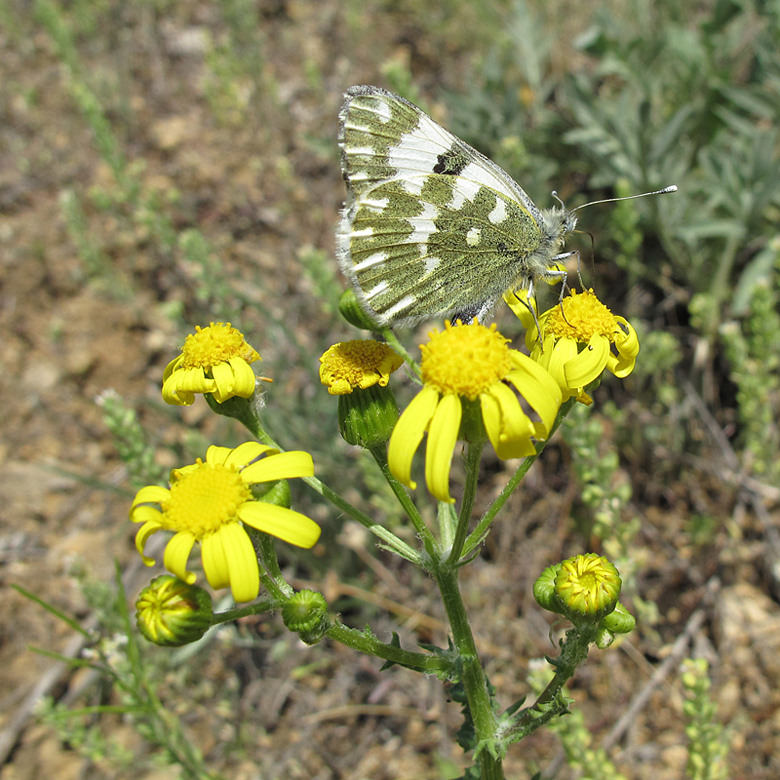 Изображение особи Senecio vernalis.