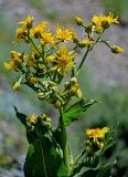 Inula macrophylla