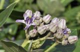 Calotropis gigantea. Соцветие с цветками и бутонами. Таиланд, Бангкок, Донмыанг, жилой квартал, у забора, в культуре. 10.09.2023.