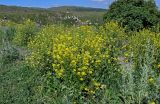 Bunias orientalis. Цветущие растения в сообществе с Artemisia. Армения, обл. Арагацотн, гора Арагац, ущелье р. Аркашен, крепость Амберд, ≈ 2300 м н.у.м., луговой склон. 20.06.2022.