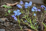 Myosotis asiatica