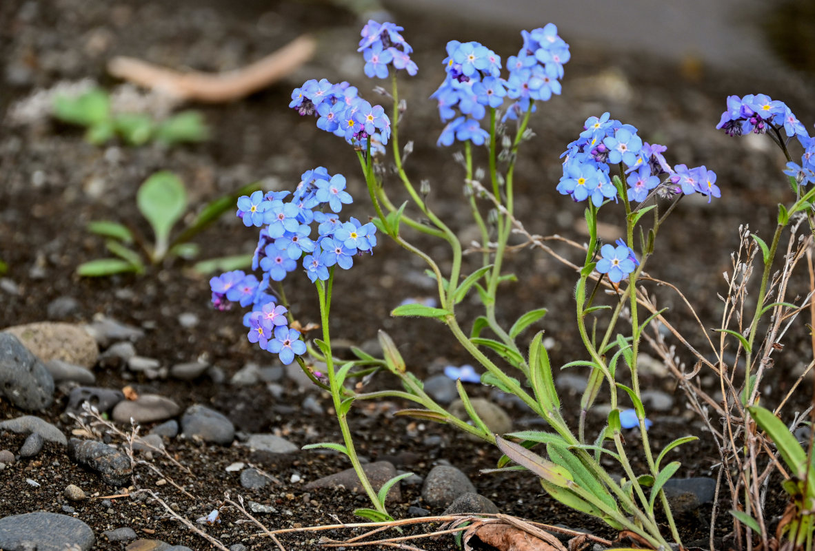 Image of Myosotis asiatica specimen.